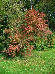 Euonymus europaeus