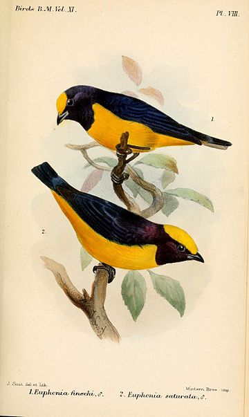 Euphonia finschi