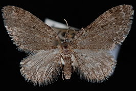 Eupithecia annulata