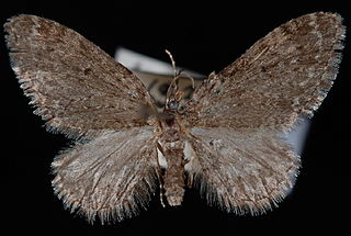 <i>Eupithecia annulata</i> species of insect