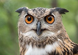 File:Eurasian eagle-owl (44088).jpg