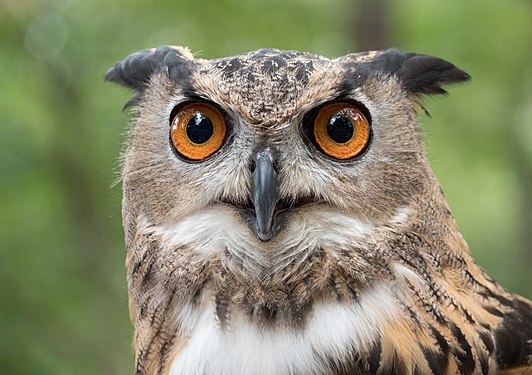 Eurasian eagle-owl (rescue), Central Park