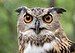 Eurasian eagle-owl (44088).jpg