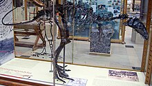 Squelette Eustreptospondylus (crâne incomplet) .JPG