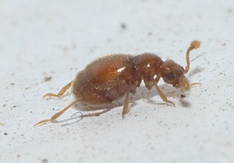 Eutrichites zonatus Eutrichites zonatus P1000531a.jpg