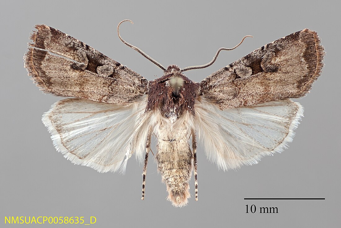 Euxoa albipennis