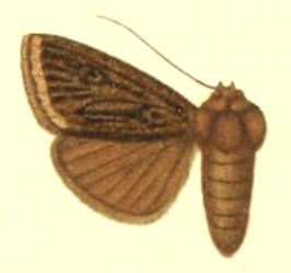 Agrotis chretieni