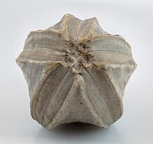 Fosil de erizo de mar (Pentremites godoni), Waterloo, Illinois, Estados Unidos, 2021-01-18, DD 081-136 FS.jpg