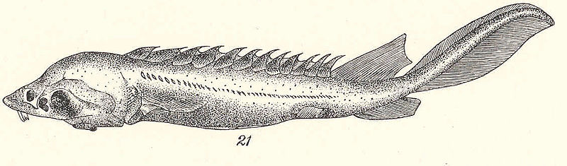 File:FMIB 37882 Side view of young sterlet of two months The nasal bridge is developed.jpeg