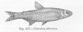 Aphyocharax alburnus