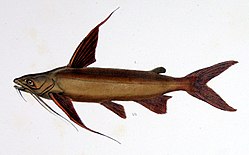 F de Castelnau-poissonsPl18- Yayın balığı marinus(kırpılmış).jpg