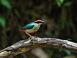 Fairy Pitta 3073.jpg