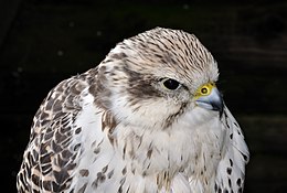 Falco cherrug cherrug qtl1.jpg