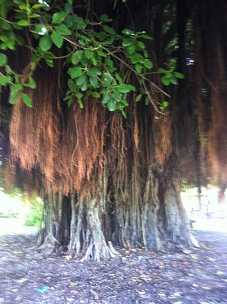 File:Fantastically cool shade tree (15220339820).jpg