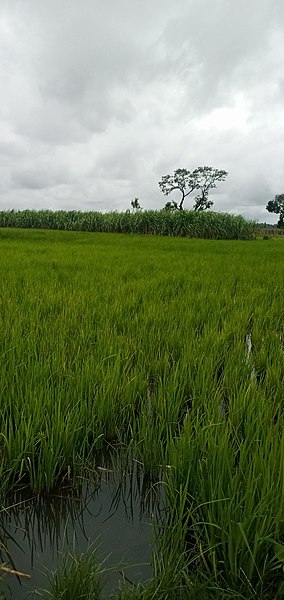 File:Farm rice.jpg