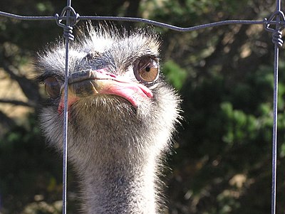 Farmed Ostrich