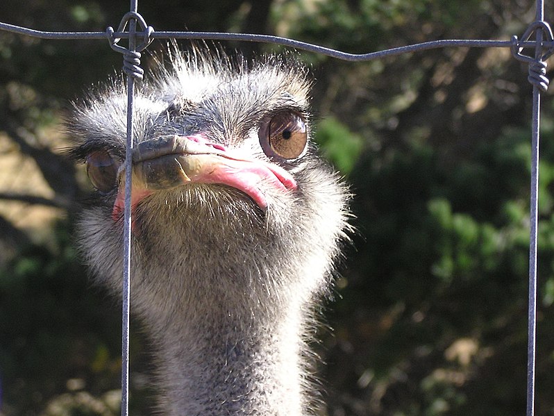 File:Farmed Ostrich.JPG