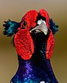 * Nomination male pheasant, portrait --Stephan Sprinz 11:43, 3 May 2023 (UTC) * Promotion  Support Good quality. --Poco a poco 11:56, 3 May 2023 (UTC)