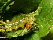 Fernball Moth Caterpillar (27316161501).jpg