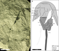 Miniatura para Attenborolimulus