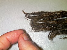 Sea silk - Wikipedia