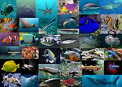 Fish diversity.jpg