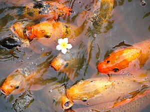 300px-Fish_in_Pond_-_The_Citadel_-_Hue_-_Vietnam.JPG