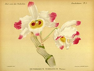 plate 5 Dendrobium wardianum