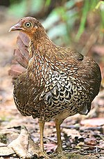 Flickr - Rainbirder - Ceylon Junglefowl (Gallus lafayetii) female