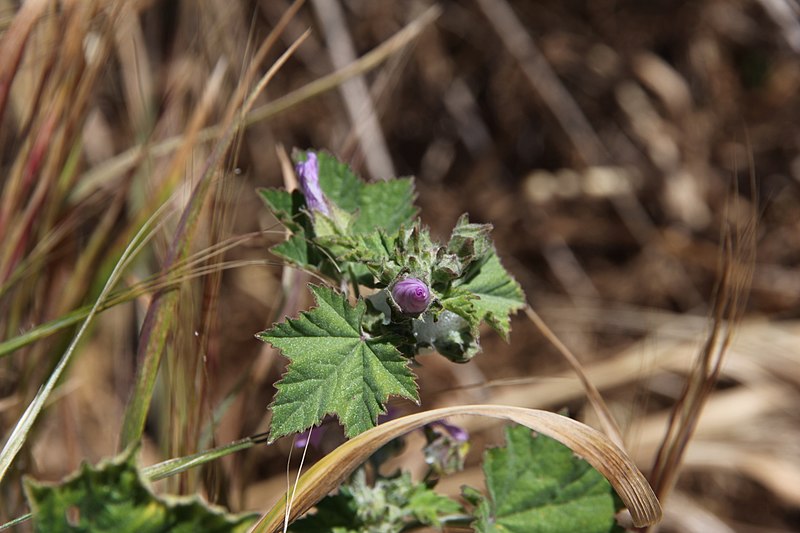 File:Flora della Sardegna 209 (1).JPG