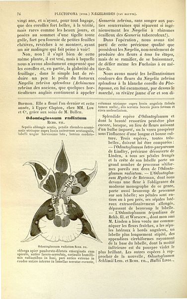 File:Flore des serres v17 074.jpg