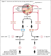 Shows the normal hormonal control of puberty from the hypothalamus down to the testes or ovaries and their negative feedback mechanisms. The negative feedback control allows just the right amount of hormone to be released according to the needs of the body at that time.