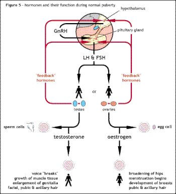 Shows the normal hormonal control of puberty from the hypothalamus down to the testes or ovaries and their negative feedback mechanisms. The negative feedback control allows just the right amount of hormone to be released according to the needs of the body at that time. Flow diagram showing normal hormonal control of puberty.gif