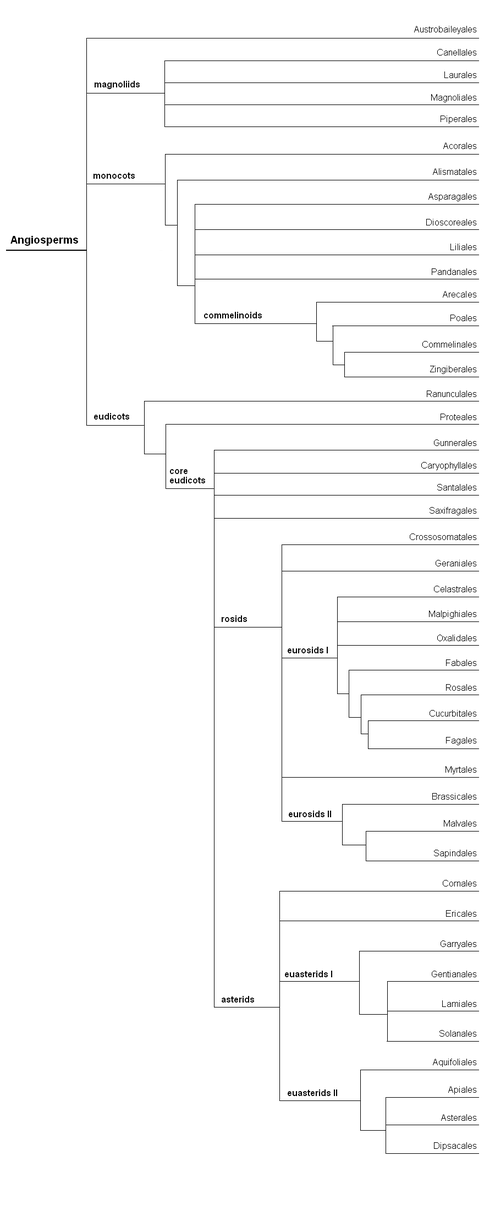 Cladogram showing the relationships, but excluding taxa not placed within an order FlowerPlantsSystemTreeEn.PNG