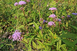 Blue mistflower of Moorefield in 2020