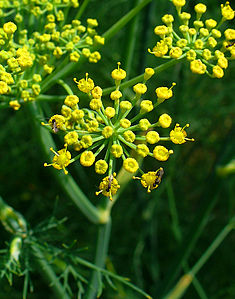 Foeniculum vulgare Inflorescence