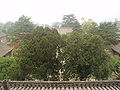 Looking down from the Grand East Hall of the Foguang temple over the temple grounds.