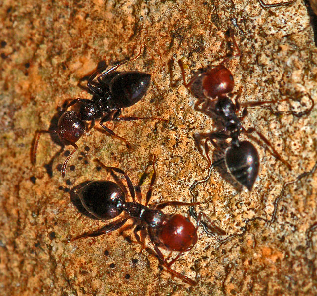 File:Formicidae - Crematogaster scutellaris.JPG