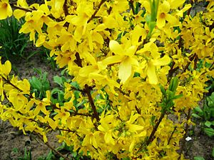 Forsythia: Descrizione, Tassonomia, Coltivazione