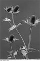 Fotothek df ps 0000275 Mannstreu, Disteldolde (Eryngium sp. Giganteum^). Zierpfl.jpg