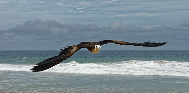 Fregata (Frigatebird)