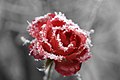 Frosted rose 01.jpg