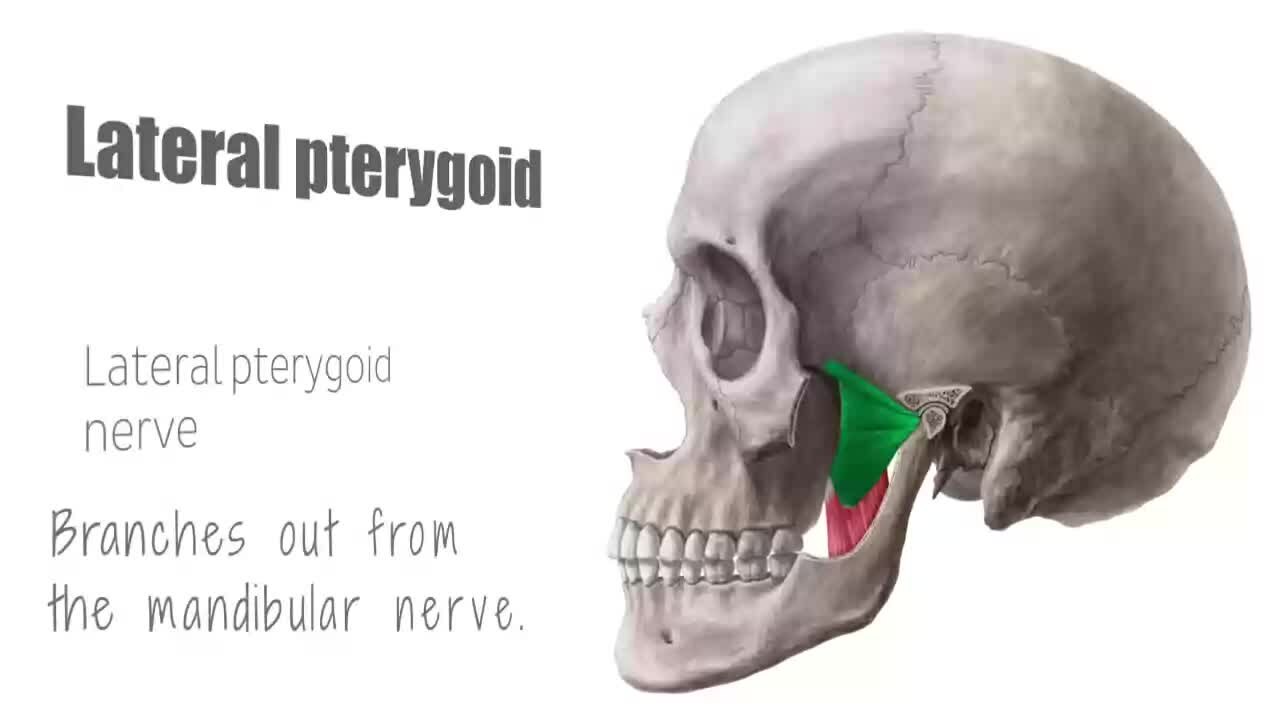 lateral pterygoid muscle