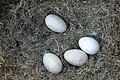 Gänse-Eier im Nest
