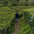 Image 923Gabriel in the midst of the Gorreana tea fields, São Miguel Island, Azores, Portugal