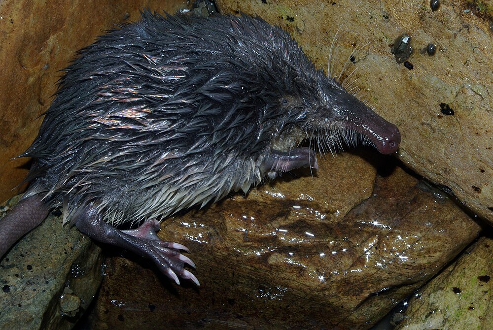 A Pyrenean desman gets as old as 5 years