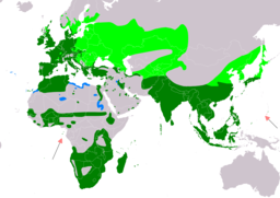 GallinulaChloropusIUCNver2019-2