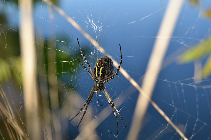 File:Garden Spider (Argiope aurantia) (10281755856).jpg