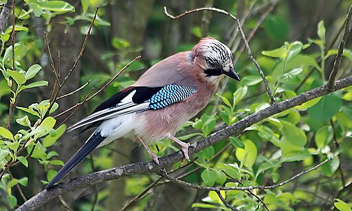 Garrulus glandarius albipectus