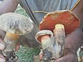 Miniatura para Boletus manicus